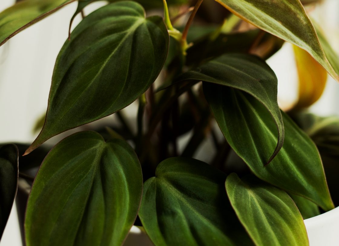 Philodendron Micans – Skötsel