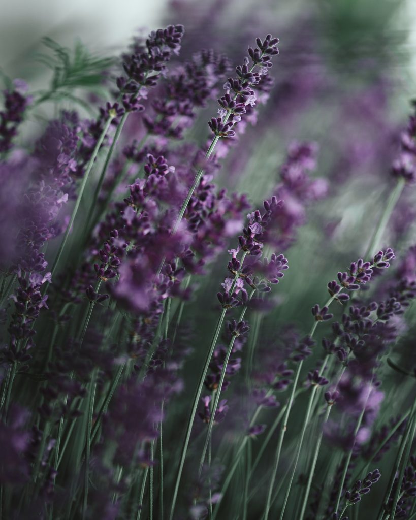 Lavendel en perenn som passar i kruka och trivs i sol