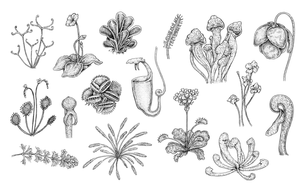 Köttätande och insektsätande växter