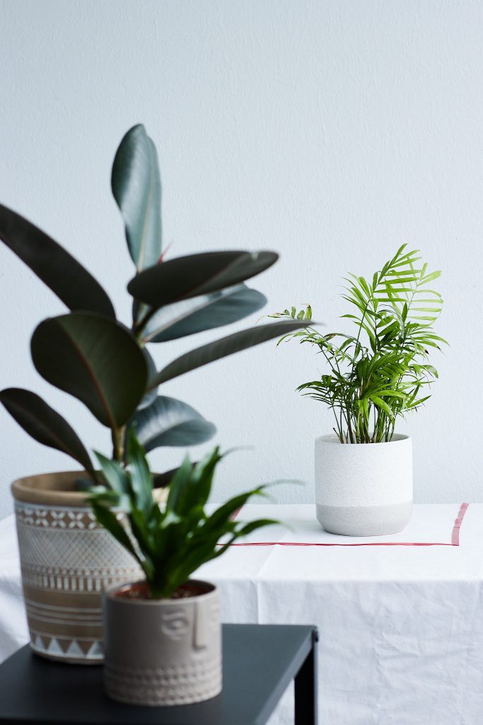 En bergspalm i vit kruka som sitter i karantän på ett vitt bord. Framför den så ser man en fönsterfikus abidjan och en liten palm stå tillsammans utanför karantänen som den andra krukväxten sitter i.